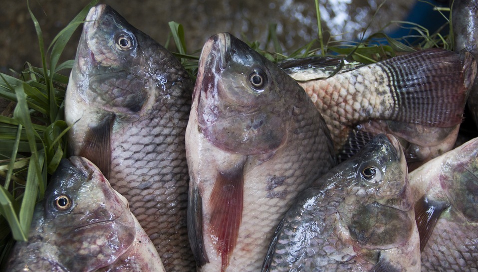 Aquaculture 6
